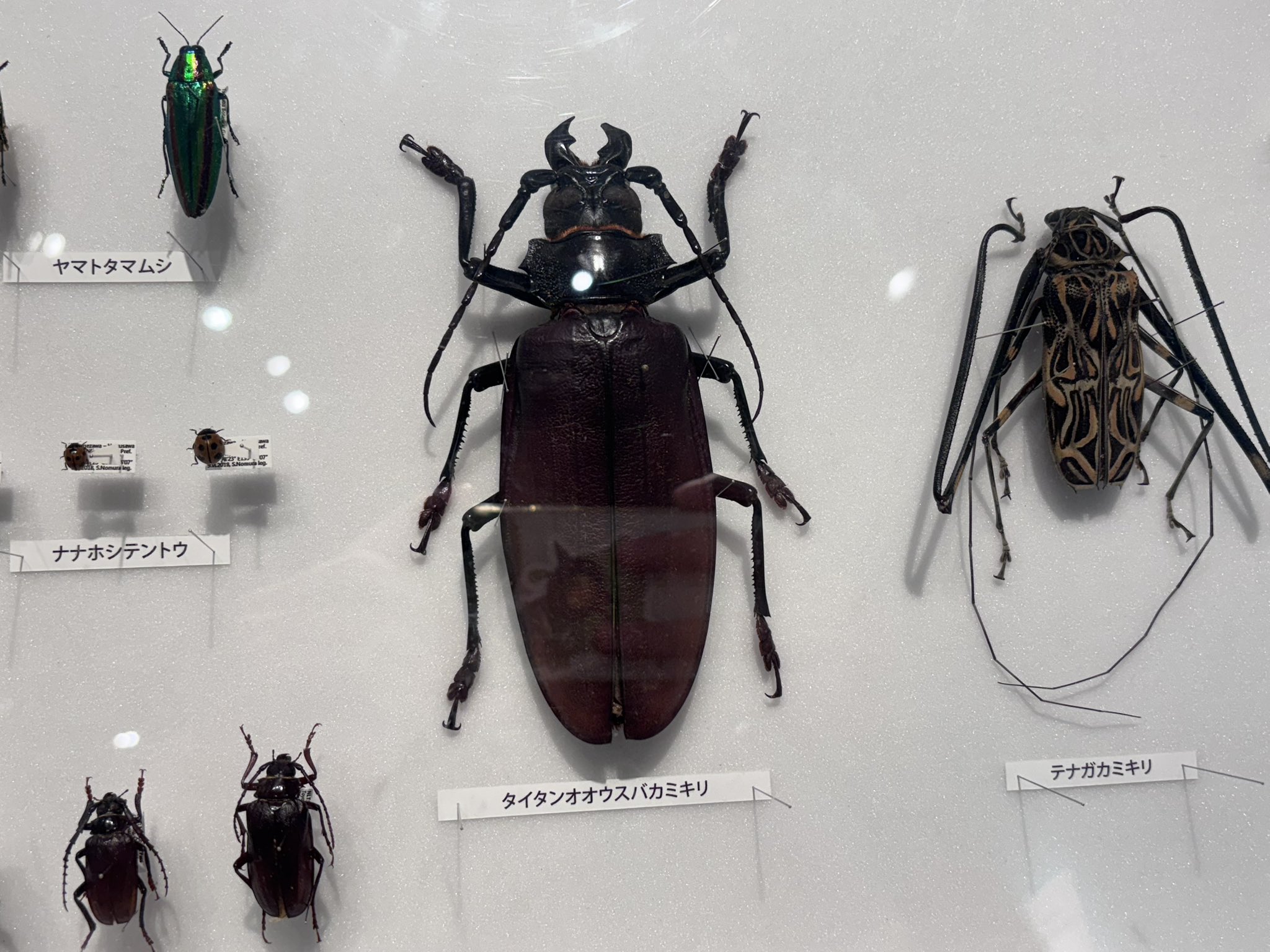 タイタンオオウスバカミキリ 標本 タイタンオオウスバカミキリ Titanus