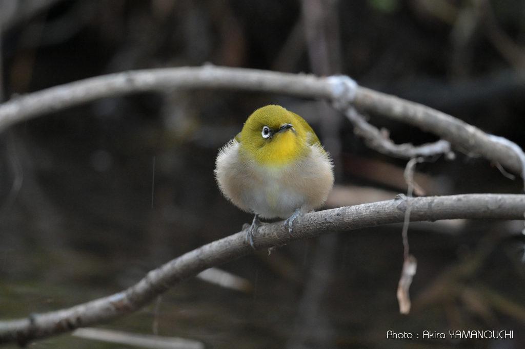 IMG_6632-1024x682.jpg?v=1643177755