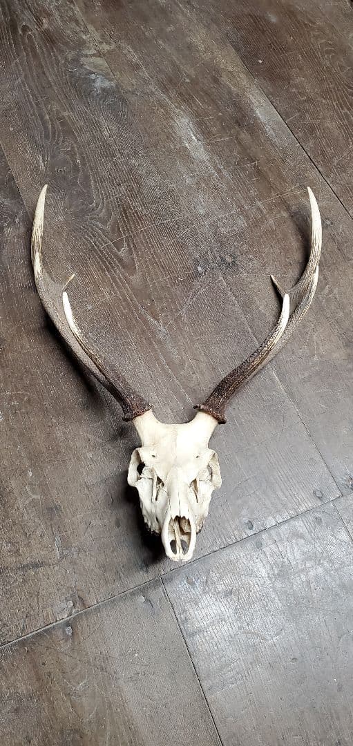ニホンジカ雄　成獣約80kgの個体　トロフィー c136c39ab7106d085258d82710d061