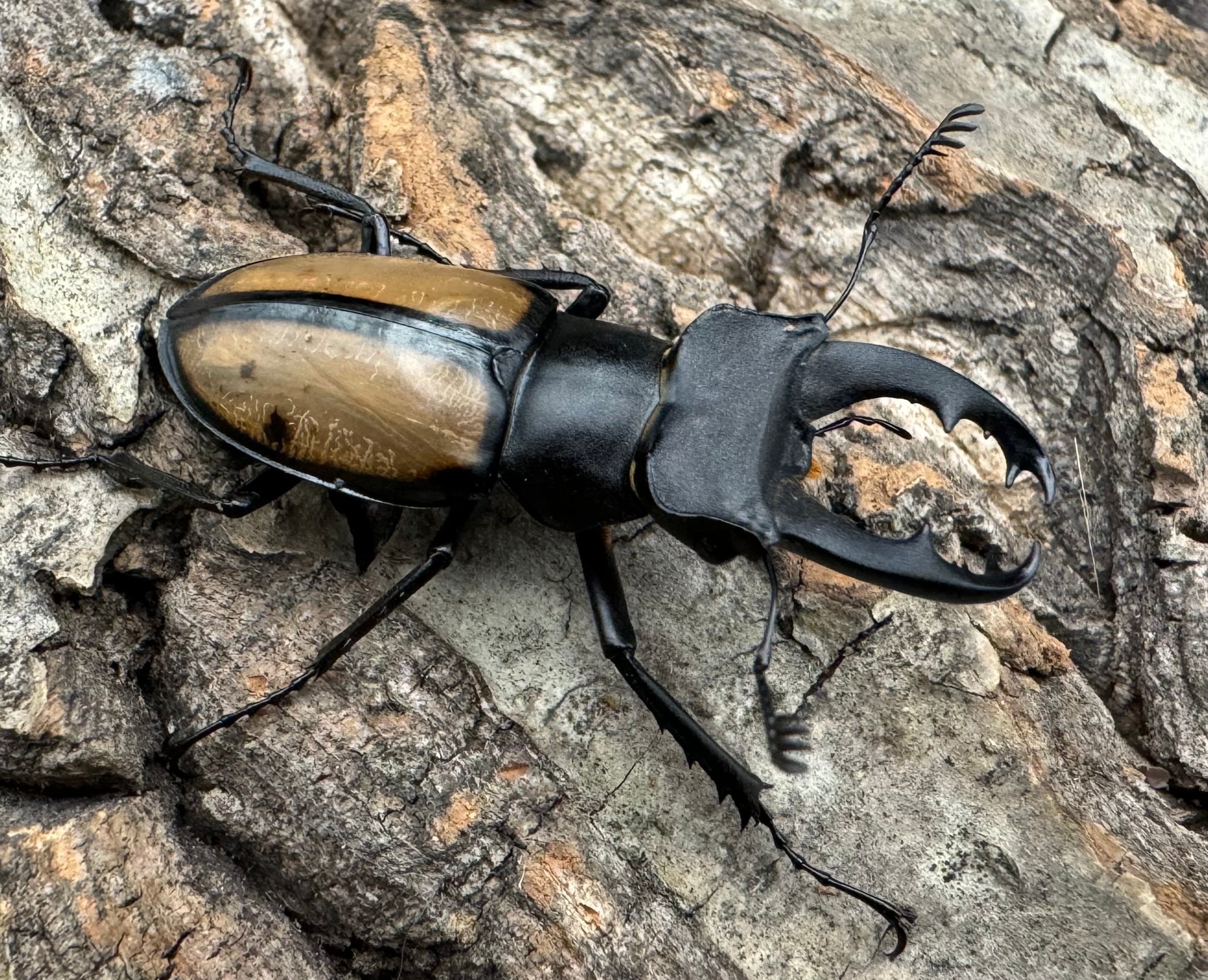 WD】《パリーミヤマクワガタ 40.5mm B品ペア》 | KPW公式オンライン